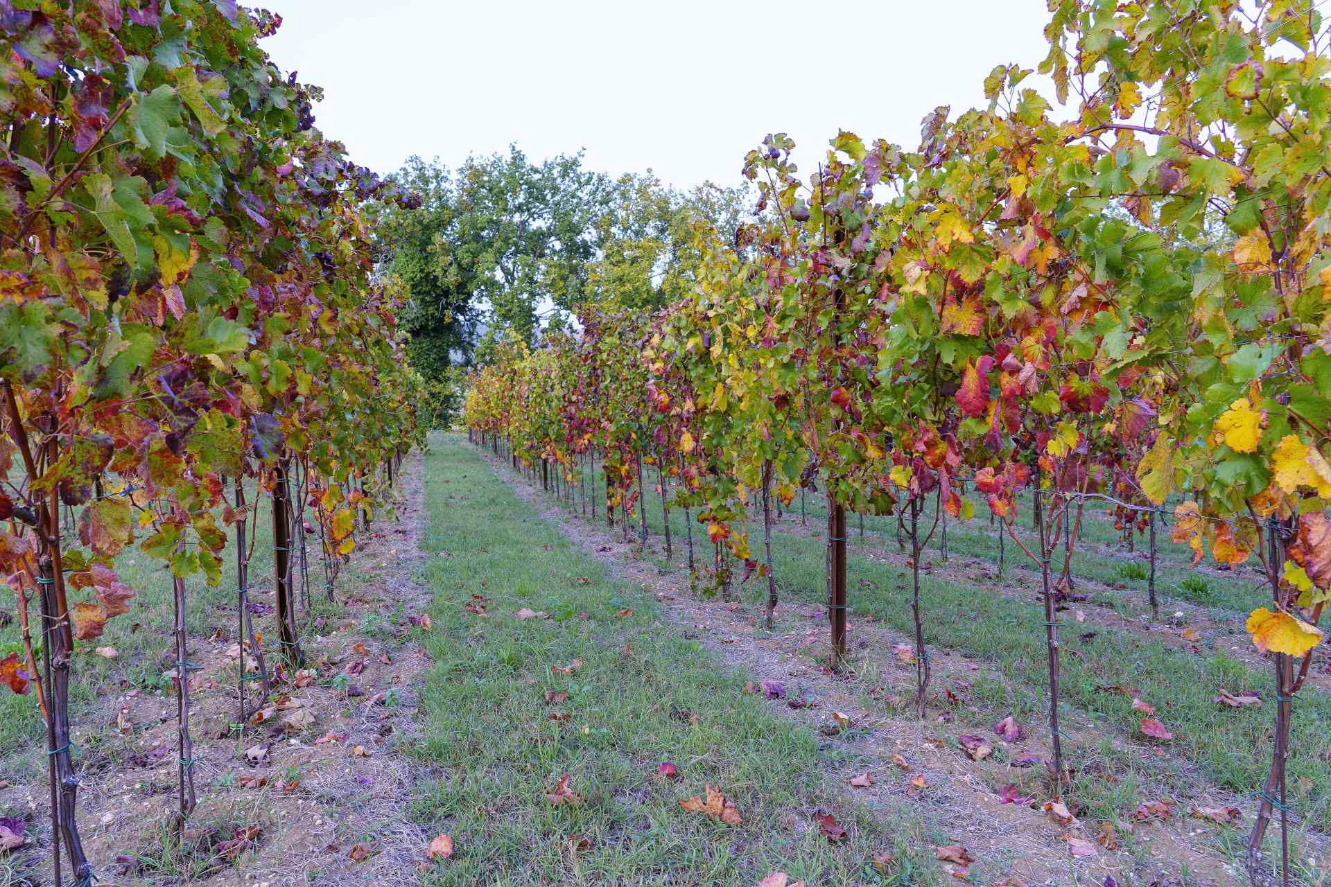 Cantina Crocevia 3